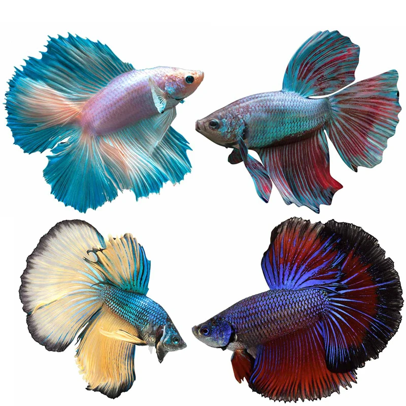 Betta Fish Sticker Fishing Box Fishing Tackle Decalcomanie Guppy Car Stickers Vinile Impermeabile Moto Tronco Casco Laptop Mug
