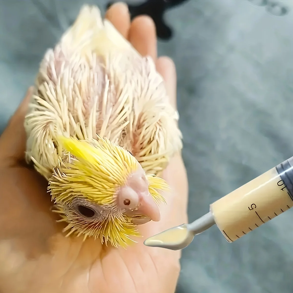 Plastic feeding tube for precise feeding of birds and small animals needle free design safe and comfortable to use 4pcs