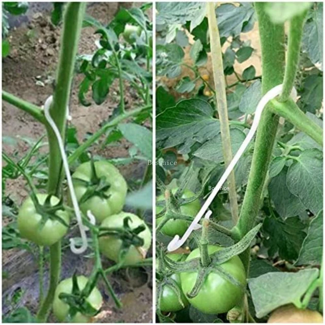 Paradicsom Tartó J Horgok Növénytámogató Zöldségklipek, Hogy Megakadályozzák A Gyümölcscsoportját, Megcsípje Vagy Leesjen Csathorog - Image 3