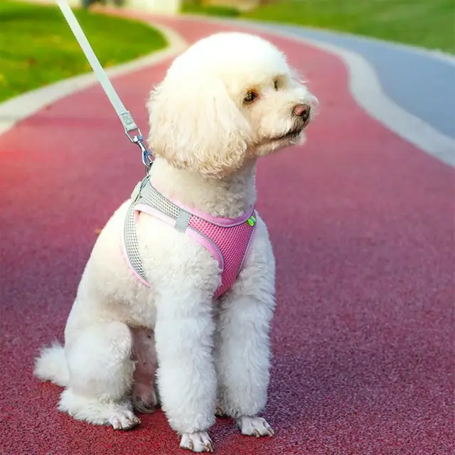 Body Shape Fitting Pet Vest Breathable Mesh Reflective Pet Vest Harness with Leash Adjustable Buckle for Small Dog Puppy for Pet 6