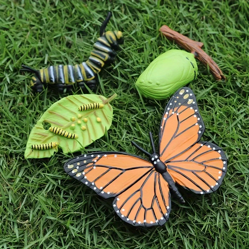 4pcs Butterfly Life Cycle Kit Lifestyle Stages of Monarch Butterfly Teaching Tools for Kids Students 5