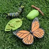 4pcs Butterfly Life Cycle Kit Lifestyle Stages of Monarch Butterfly Teaching Tools for Kids Students 5