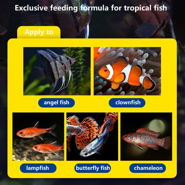 독일산 컬러풀 엔젤피쉬 특수 사료: 자연 색상 향상을 위한 수족관의 색감 축제