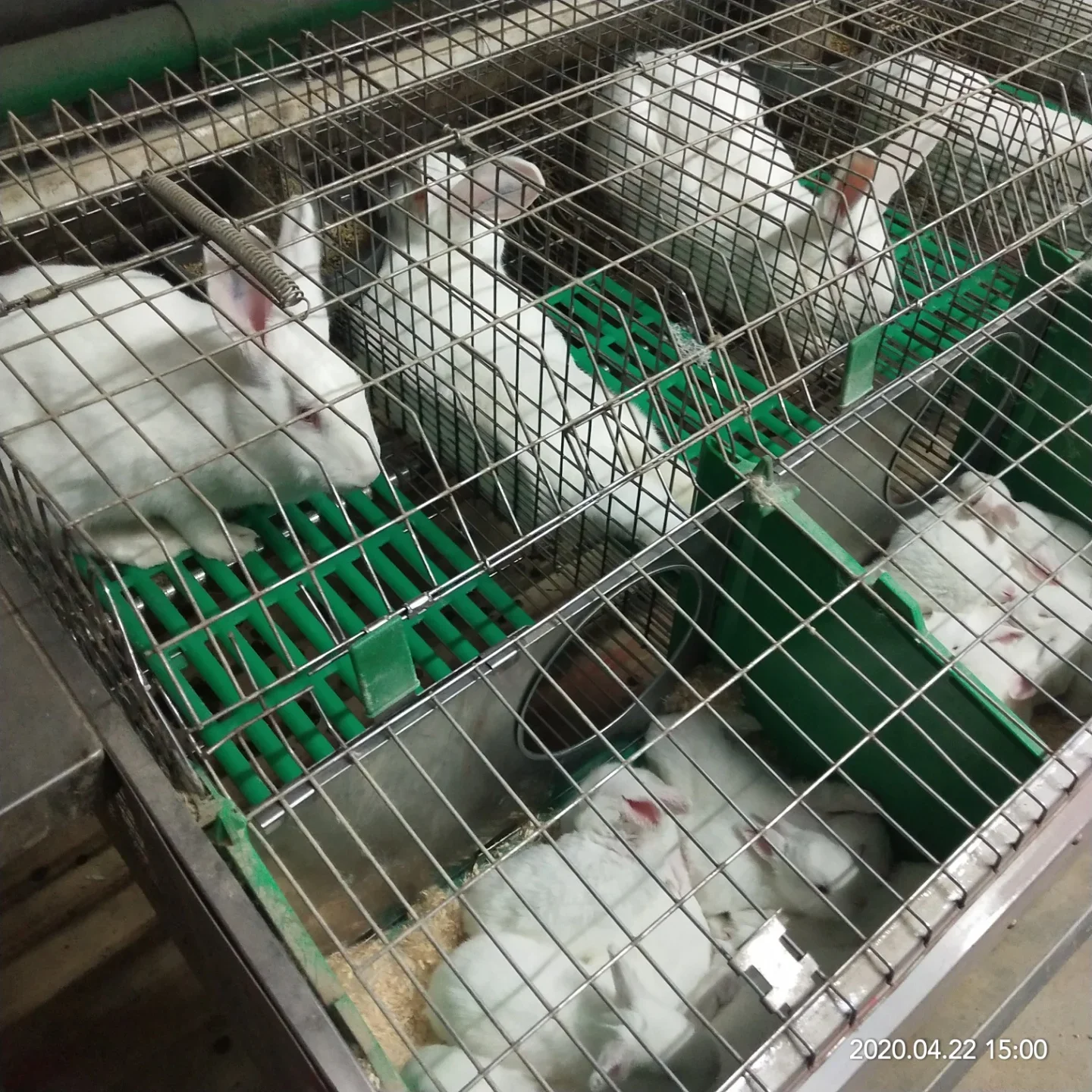 Meat Standard Rabbit Cage Size Hot Sell Easy Clean Rabbit Cage