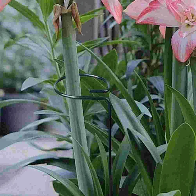 Támogassa A Kerti Rácsos Mászó Növényeket Beltéri Vasvirág Dekorációk Para Sala - Image 5