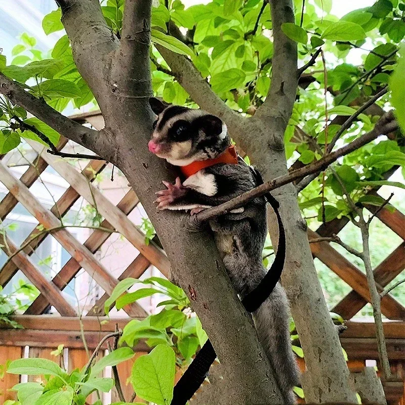 Small Pet Rope Honey Bag Glider Traction Rope Anti Escape Anti Bite Hamster Golden Wire Bear Squirrel Pet Supplies
