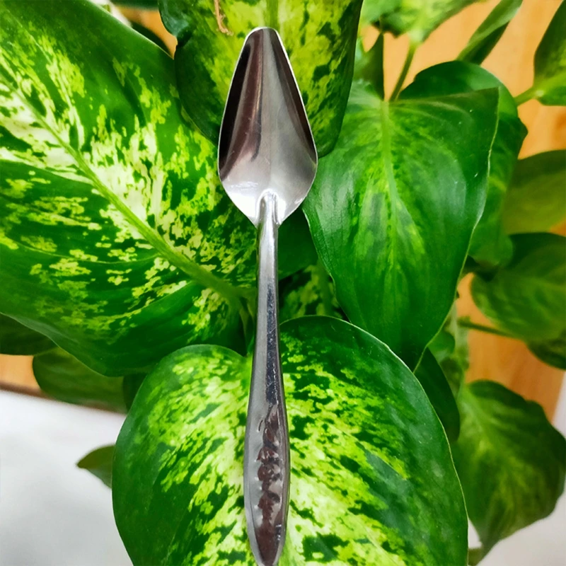 Bird Feeder Spoon Stainless Steel Water Feeding Spoon for Small Parrots