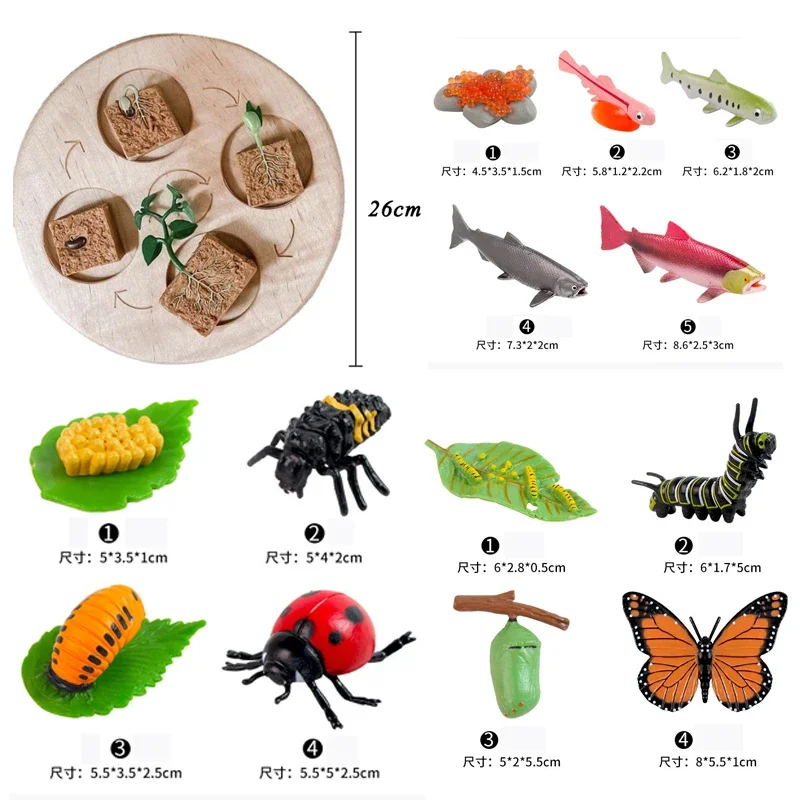 Animal Life Cycle Board Children Toys Montessori Teaching Aids Plant Animal Growth Cycle Model Set preschool cognitive Toys 6