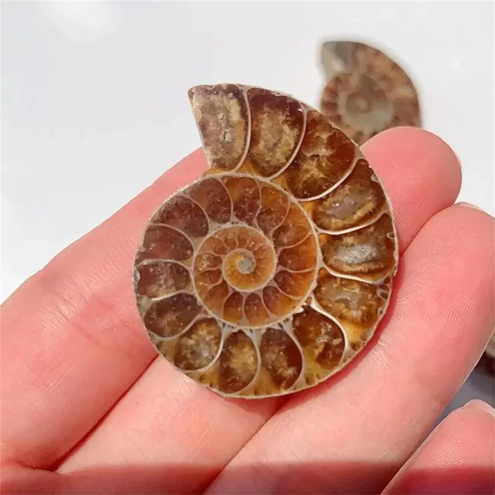 Natural Crystal Slice Mineral Specimen Gemstone Healing Quartz Rare Home Decoration Gifts Fengshui Ammonite Slice Collection 3