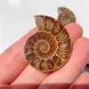 Natural Crystal Slice Mineral Specimen Gemstone Healing Quartz Rare Home Decoration Gifts Fengshui Ammonite Slice Collection 3