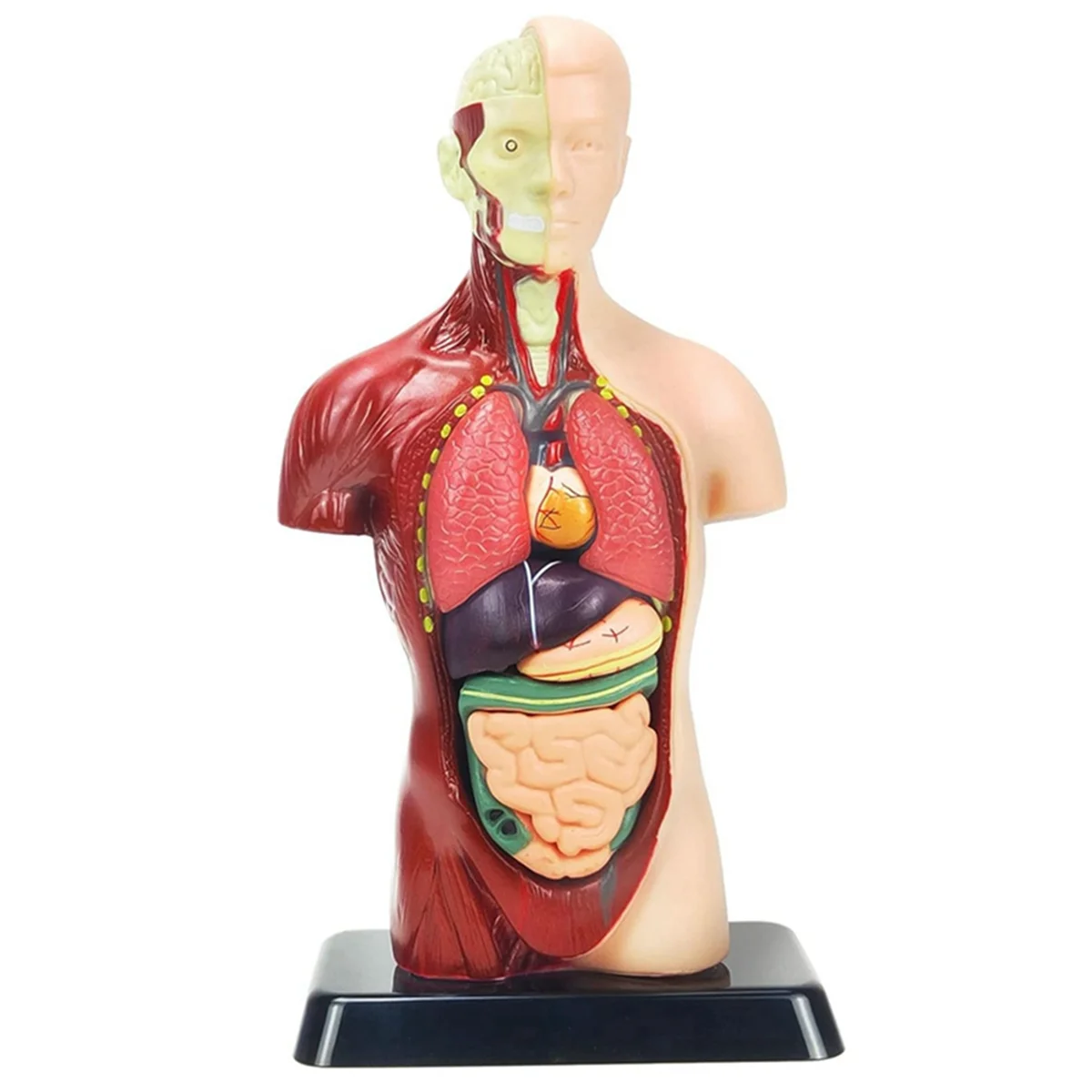 

11 Inch Human Body Model for Kids,Human Torso Anatomy Model Toys,8 Pcs Removable Anatomy Doll with Heart & Organs