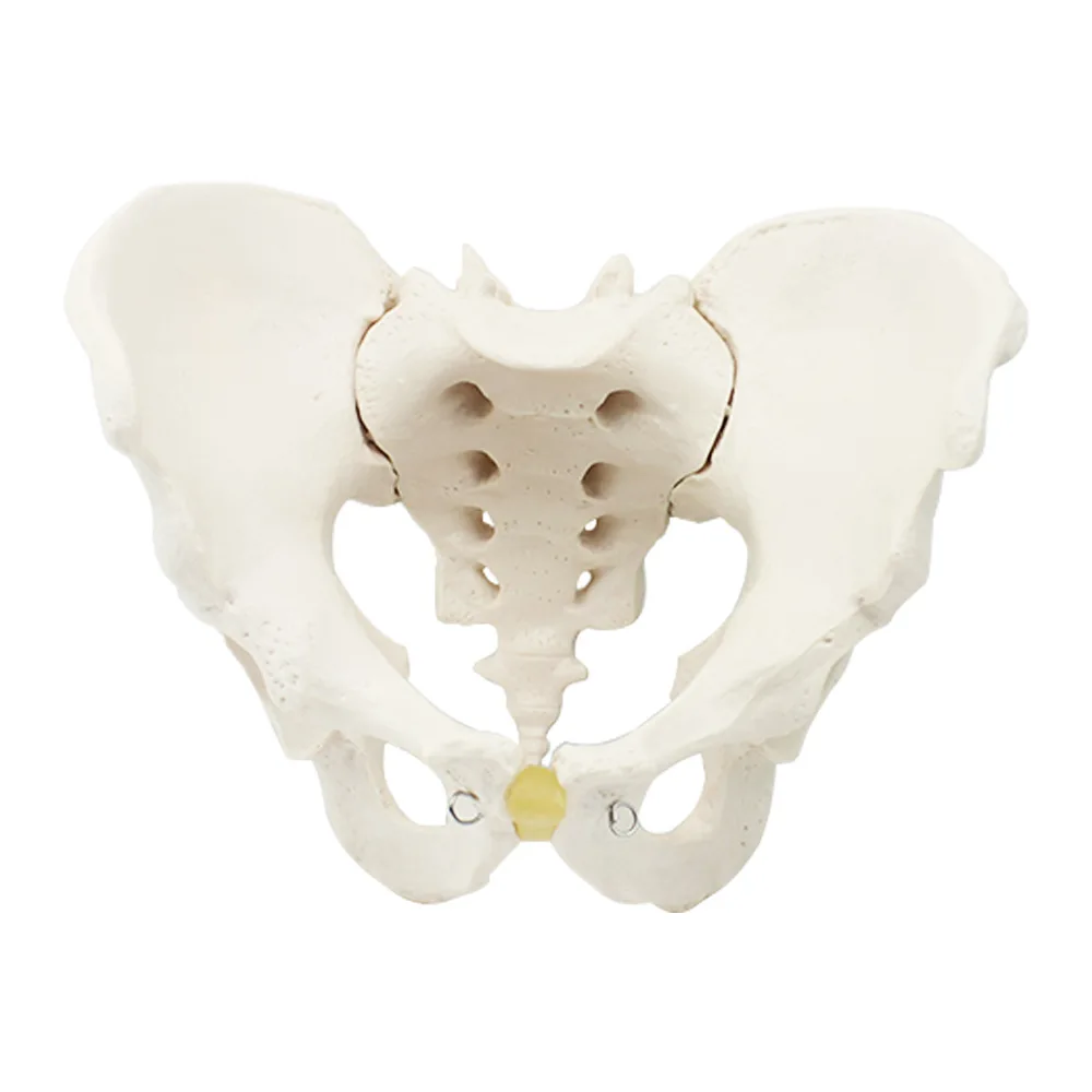 Standard female pelvic model, gynecological examination model, human skeleton specimen pelvic measurement model