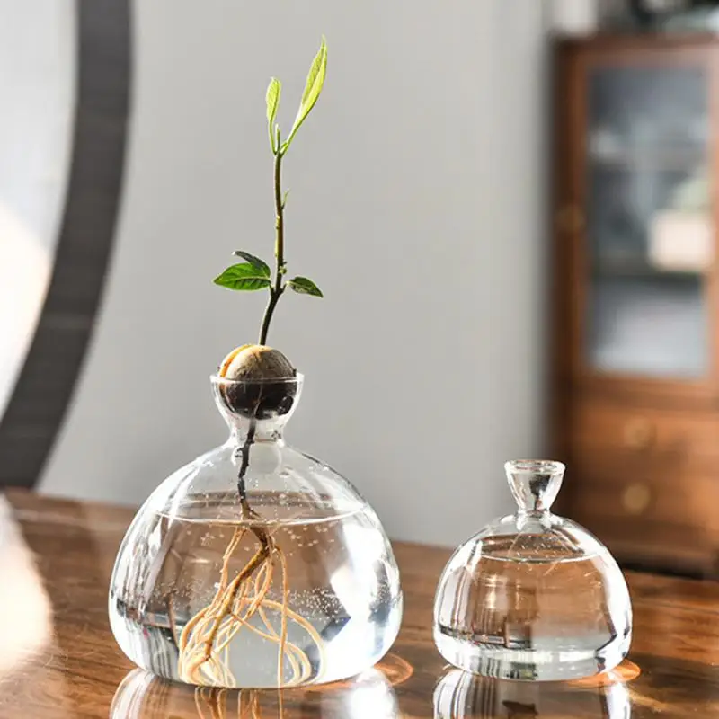 Avocado Seed Starter Vase Transparent Glass Vase Vase for Growing Plant Glass Seed Growing Kit for Gardening Lovers 3