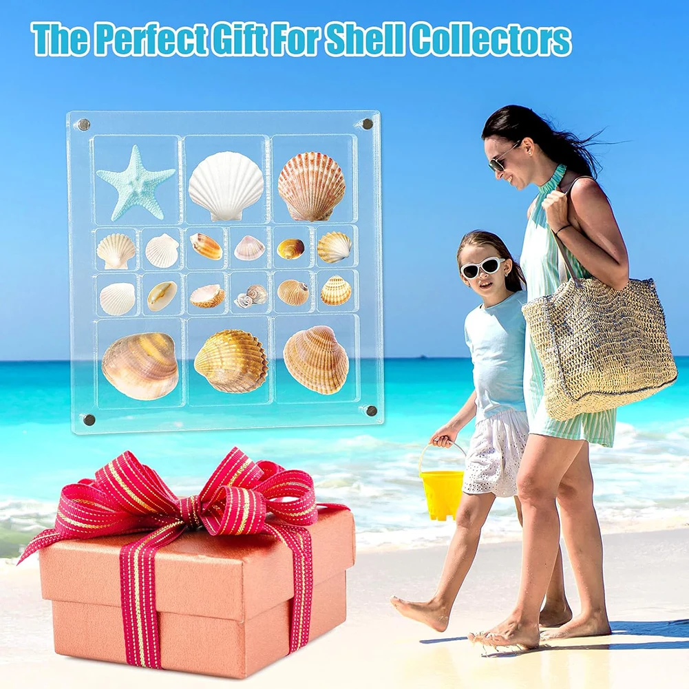 Acrylic Seashell Storage Box Multi Grid Large Size Seashell Bead Nail Jewelry Small Items Collection Display Box For  Home Use 4