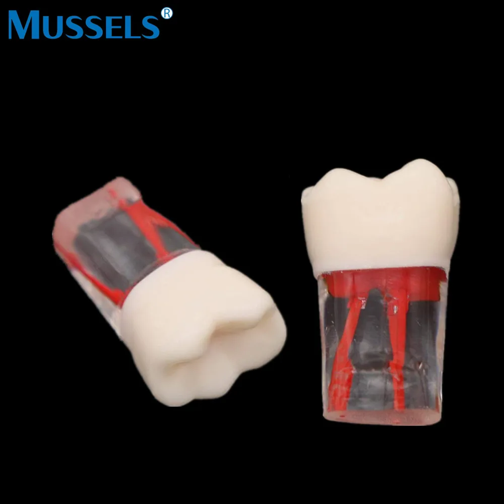 Dental Endo Teeth Model Root Canal Block Training Endodontic RCT Practice Pulp Resin Tooth Study Teaching Dentistry Lab Student images - 6