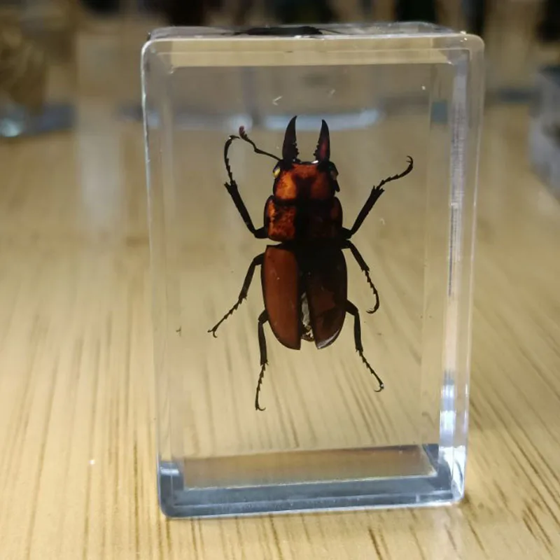 27 Kinds Hand Made Gutta Percha Resin Insect Transparent Amber Insect Specimens Home Decoration Small Ornaments 