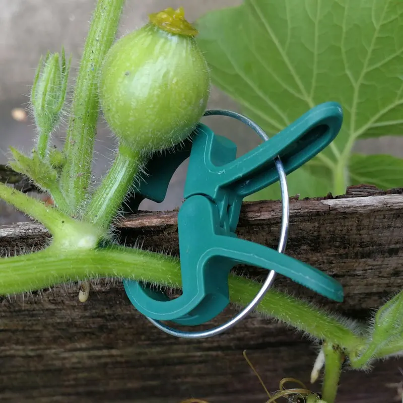 Garden Clip Vegetable Rhizome Flower Branch Plant Plastic Fixed-Clip Gardening-Clip 20 Pcs/Pack Small And Large Each 10PCS plastic plant clips plant clips