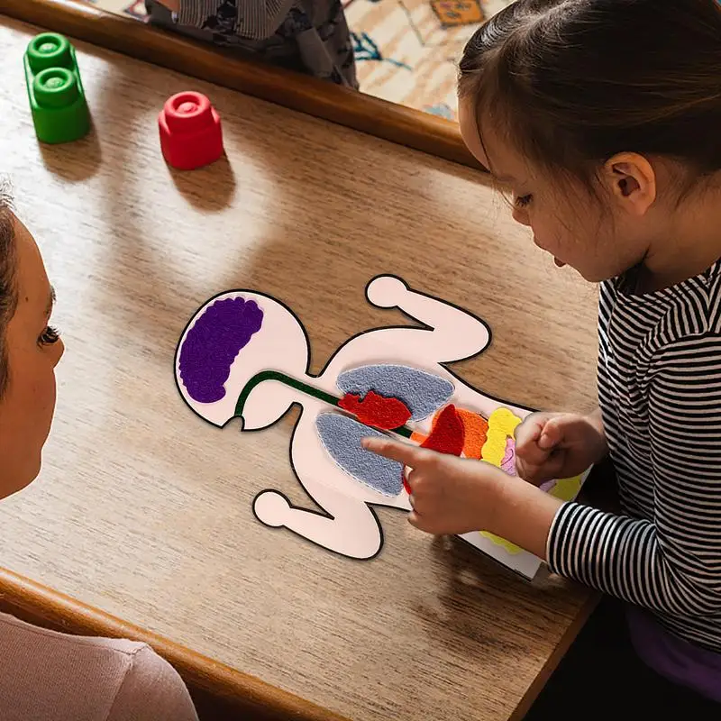 Body Parts Teaching Aids Children Anatomy Human Body Organs Science Home School Teaching Aids Educational Insights Toys 4