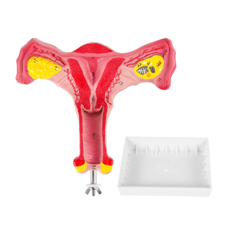 

1:1 Human Female Uterus Ovary Fallopian Tubes Model Anatomical Human Anatomy Model Teaching Tools
