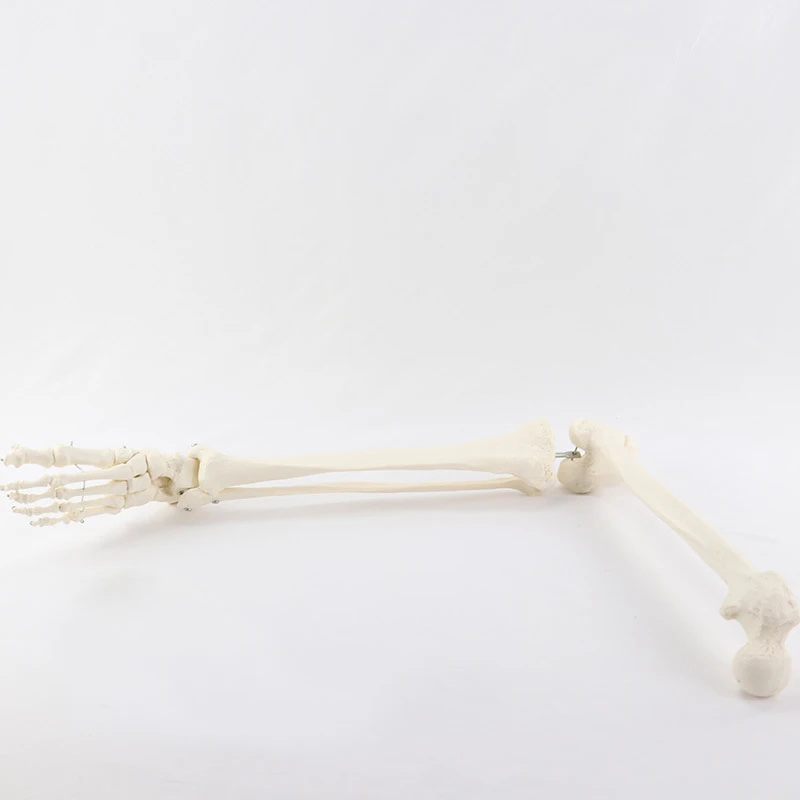 Human Skeleton Lower Limb Knee and Foot Anatomy Model Medical Science Teaching Resources