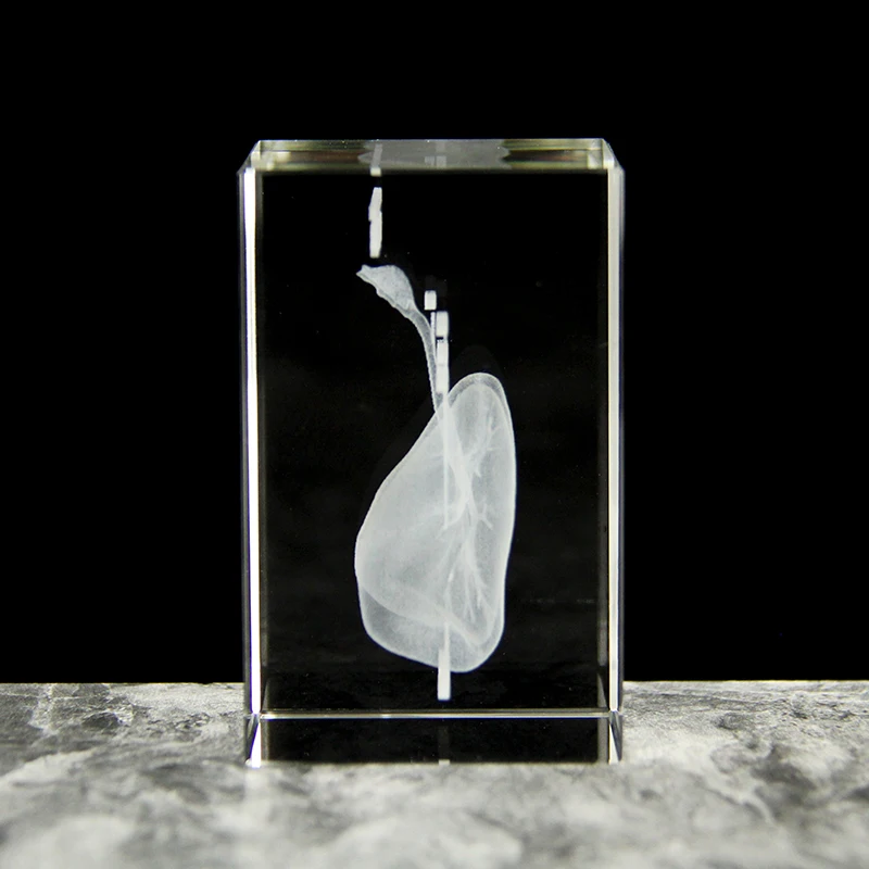 3D laser engraving crystal lung model hospital teaching props to give medical students human respiratory organ paperweights 2