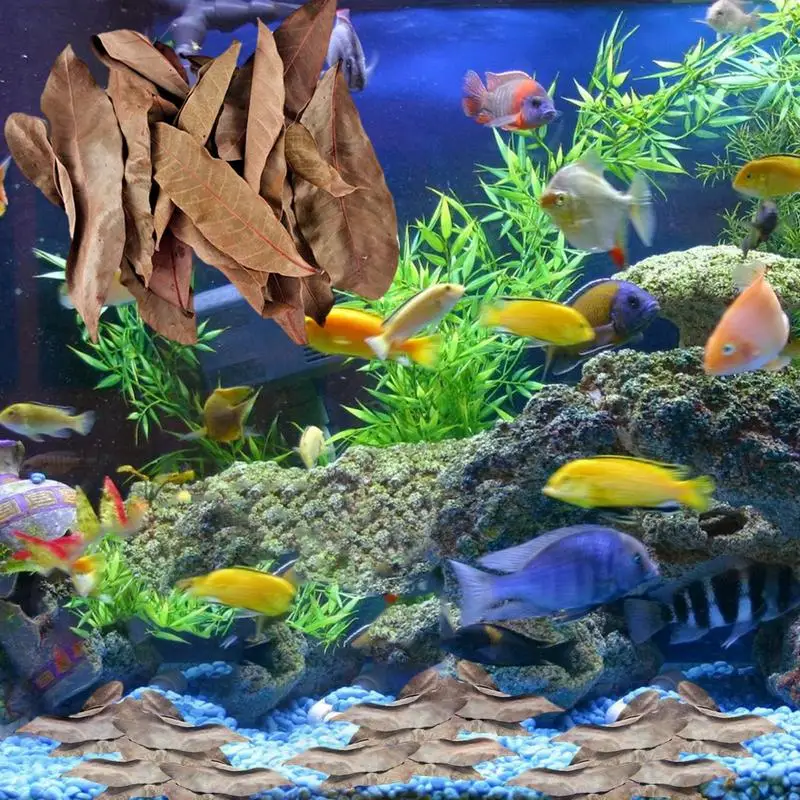 Aquarium Leaves 50pcs Indians Almond Leaves Natural Fish Aquarium Tank Water Conditioner Multi-Purpose Decoration Supplies for Fish Tank