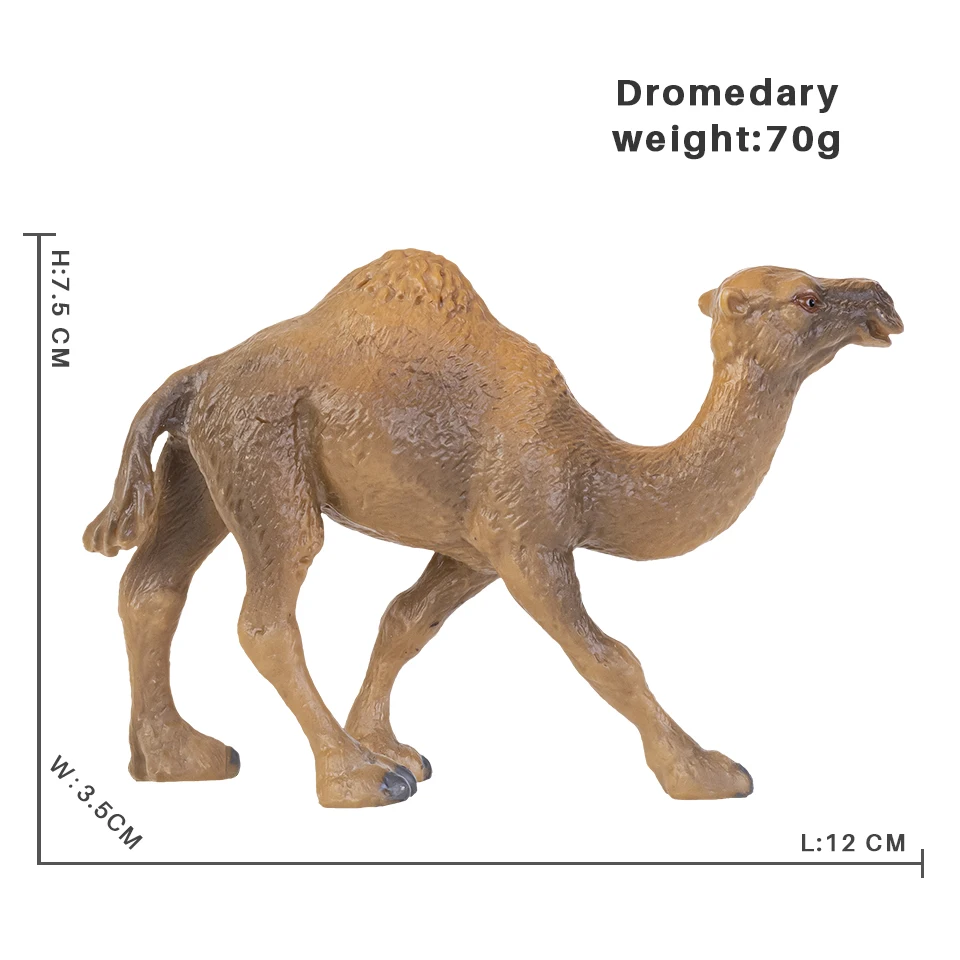 Dromedary