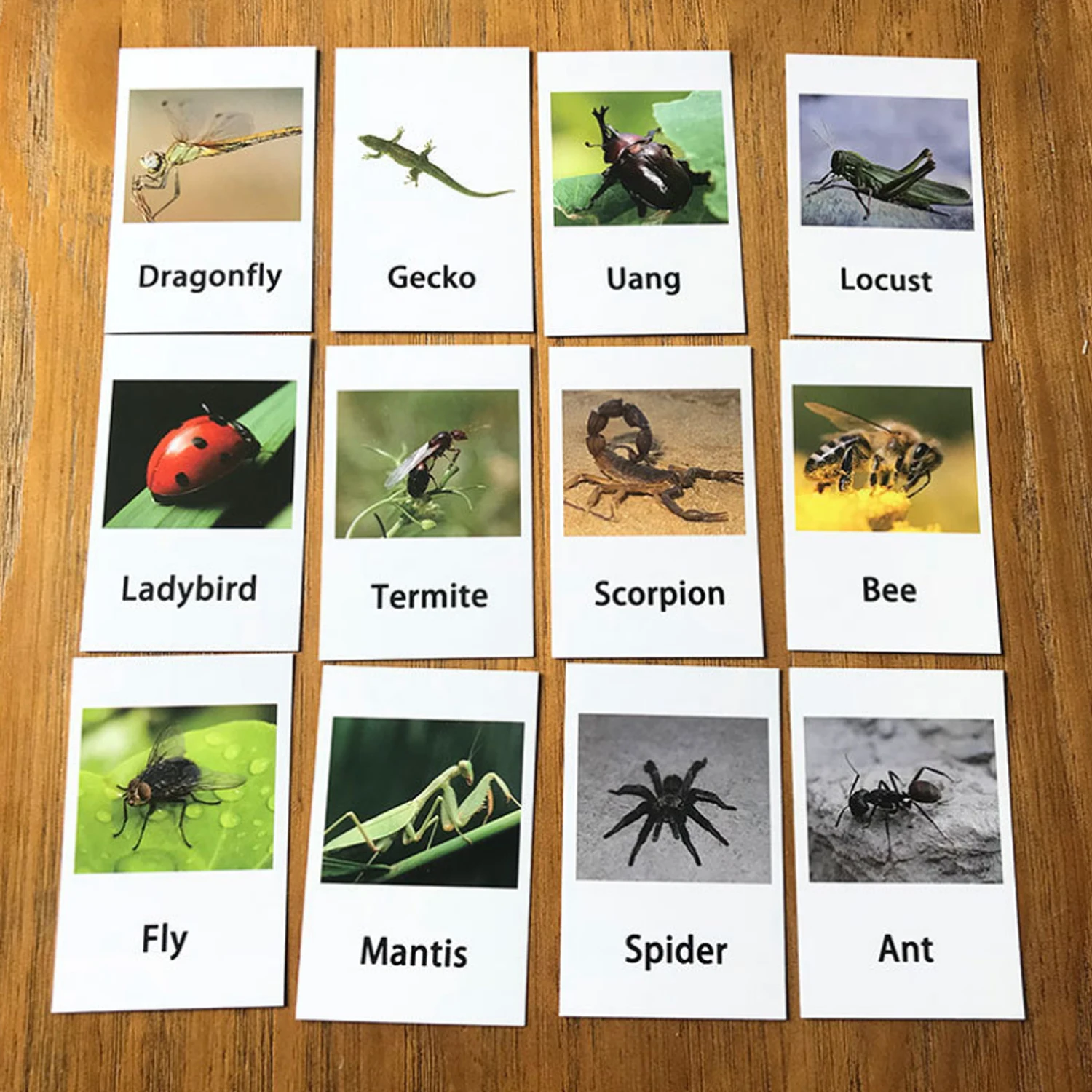 12PCS Montessori Animal Cards Funny Insect Figurines Toys with Matching Cards for Children Preschool Educational Toys Flash Card 3