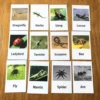 12PCS Montessori Animal Cards Funny Insect Figurines Toys with Matching Cards for Children Preschool Educational Toys Flash Card 3