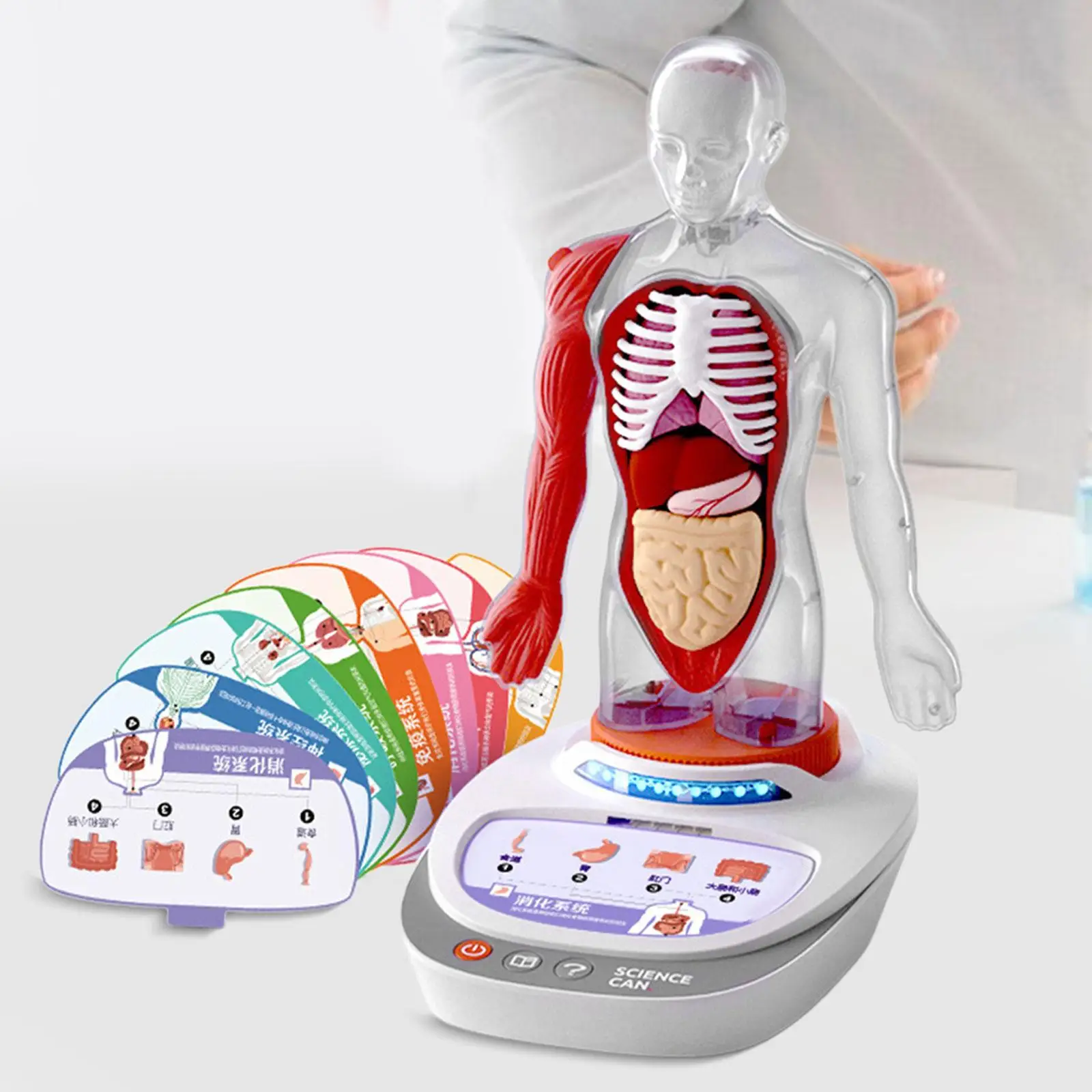 Human Body Model for Kids Teaching Aid Rotatable Model Human Body Puzzle Kits for Kids for Study Class Students Preschool Child Human Body Model for Kids Teaching Aid Rotatable Model Human Body Puzzle Kits for Kids for Study Class Students Preschool Child