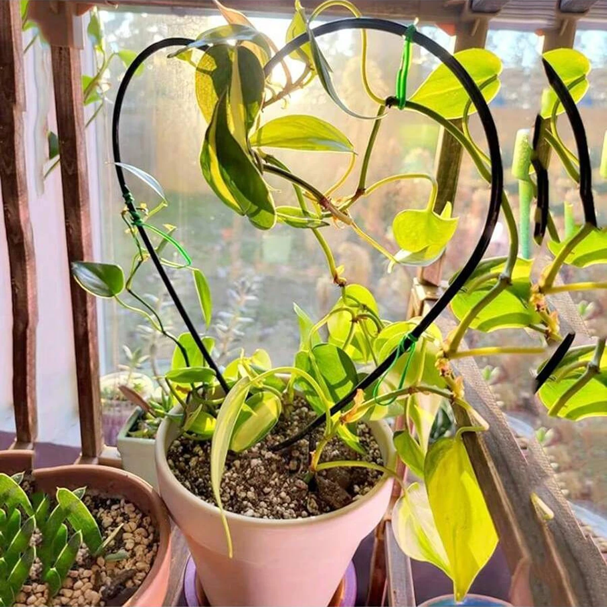 metal garden frame vine climbing rack