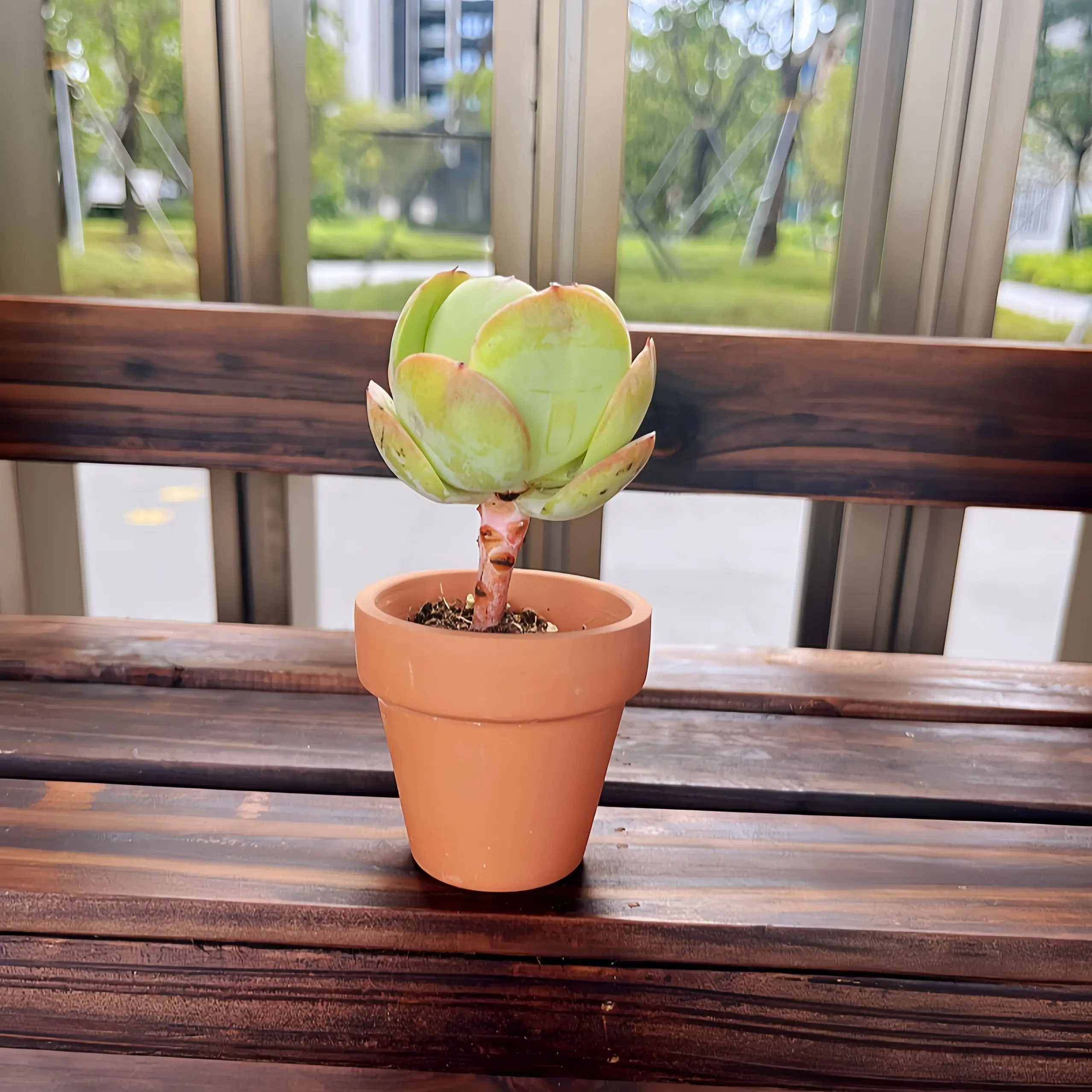 Terracotta Serenity Succulent Pots 3