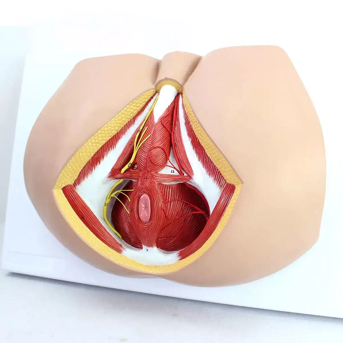 

PVC Human Male Perineum Levator Ani Ligament Model Medical Anatomical Models Teaching