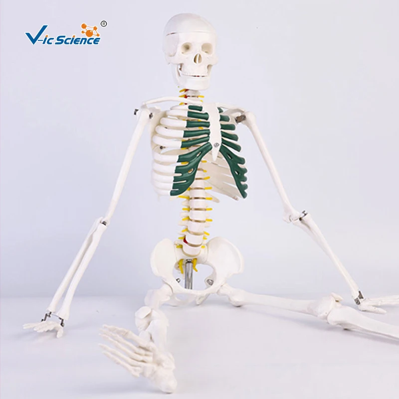85cm Medical Science Teaching Human Plastic Skeleton Model with Spinal Nerves