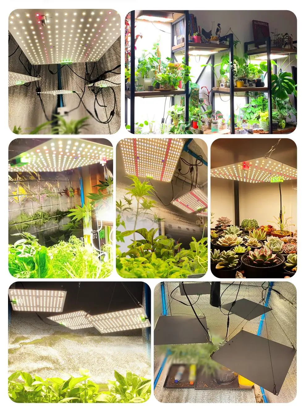 Description Picture 4 of itemFull Spectrum LED Grow Light Samsung LM281B Diode LED Sunlike Quantum Grow Lamp For Greenhouse Hydroponic Plant Growth Lighting