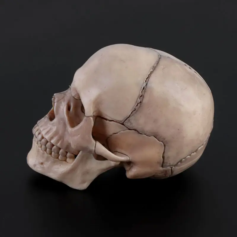 15pcs/set Disassembled Skull Anatomical Model Detachable Medical Teaching Too