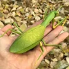 Infrared Remote Control Cockroach Simulation Animal Creepy Spider Bug Prank Fun RC Kids Toy Gift High Quality Drop Shipping 2