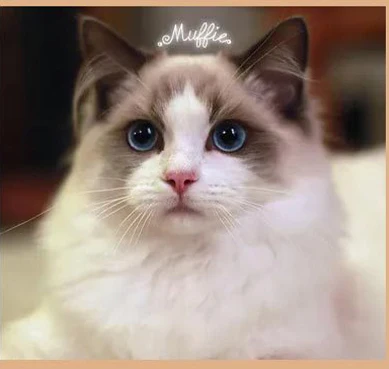 PetNewLife Store