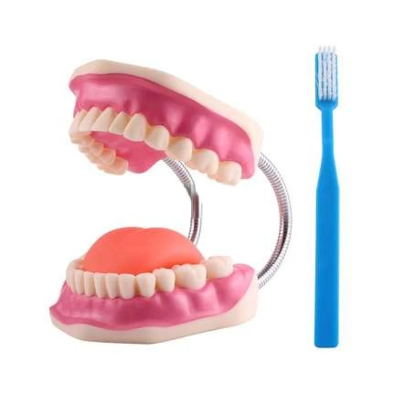

6 times bigger tooth model oral teaching children's early education demonstration brushing medicine nursing teaching instrument