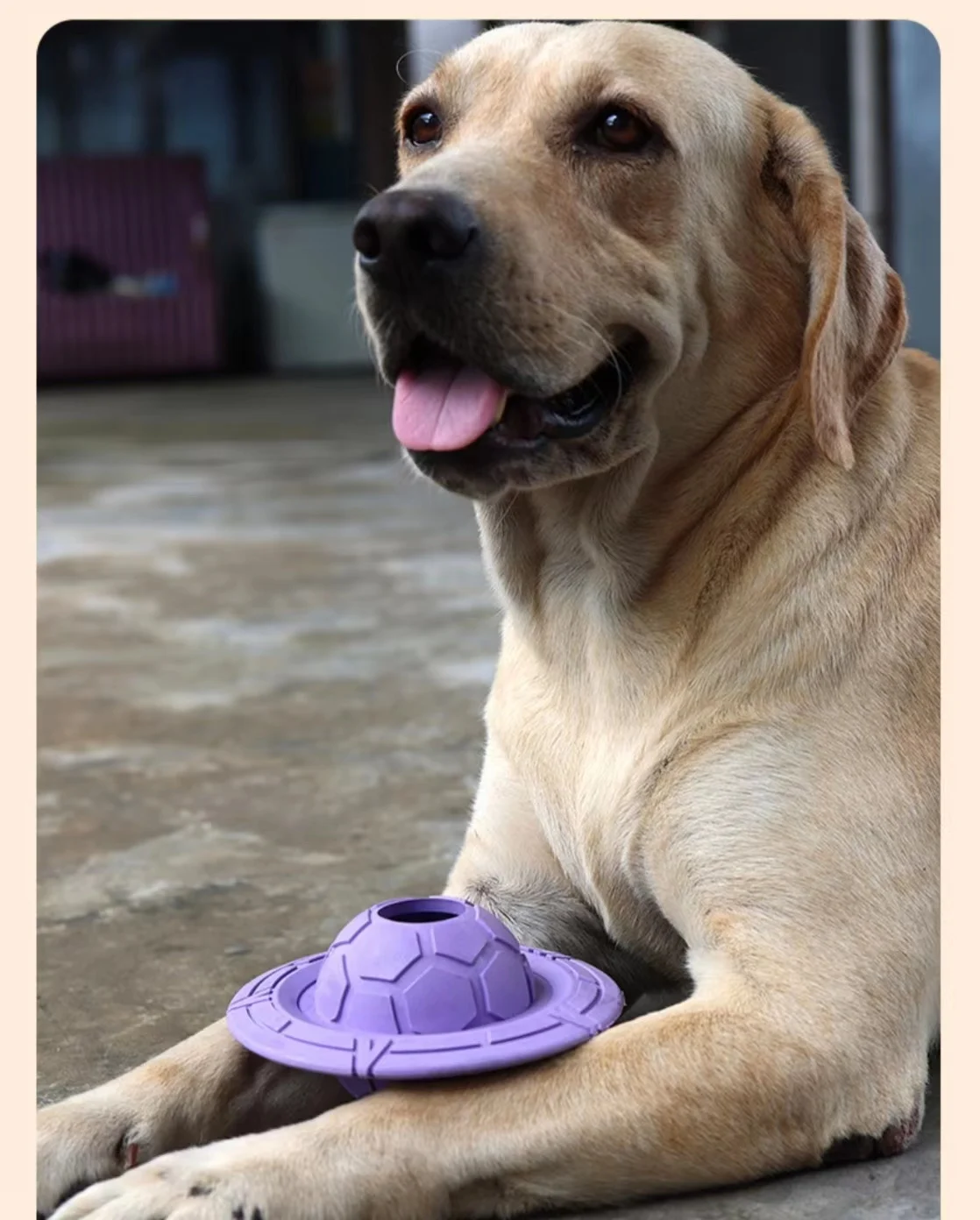 

Pet Supplies Dogs Flying Discs Toy Pure Natural Rubber Bite Resistant Teeth-grinding Toy Flying Saucer Pet Accessories