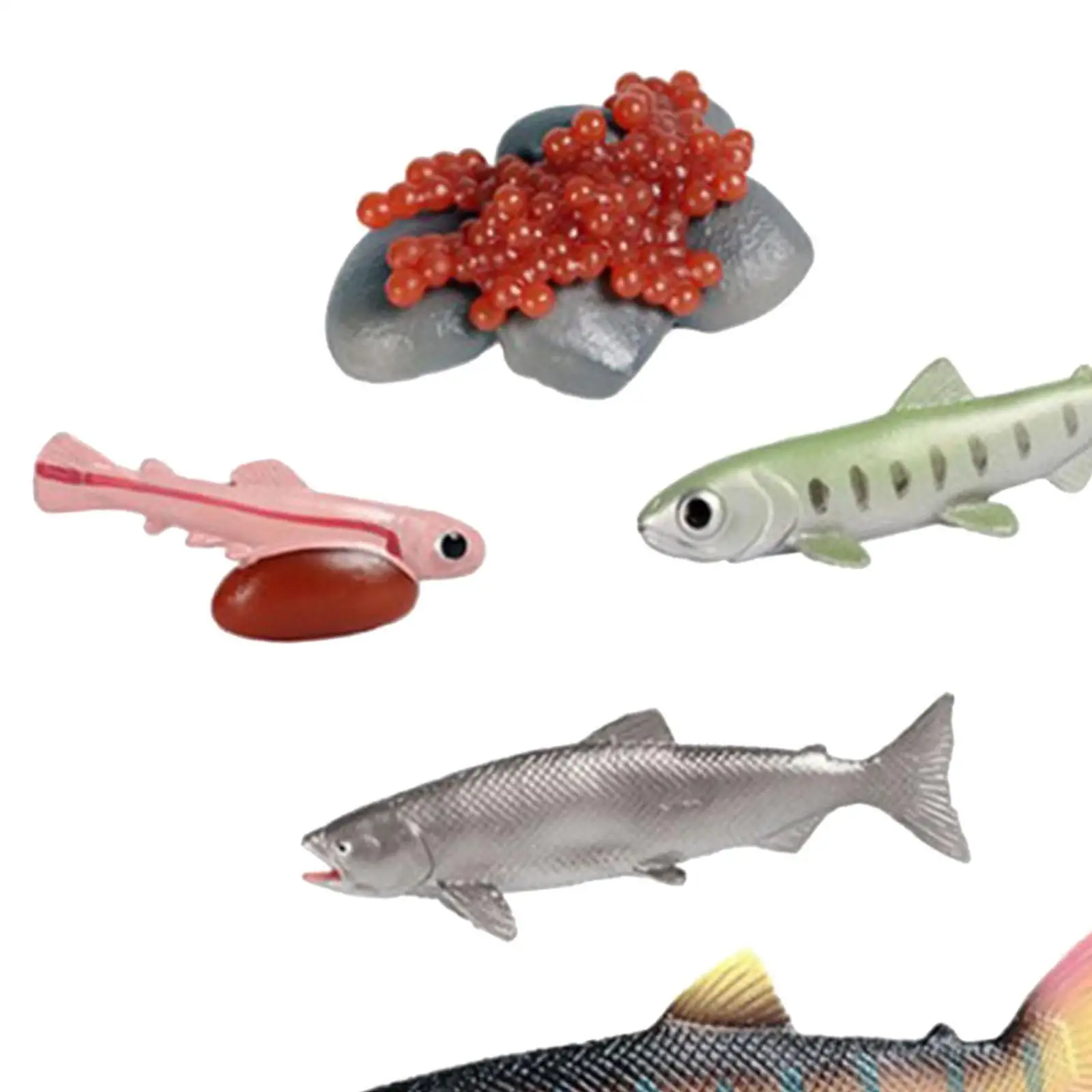 Life Cycle of Salmon Toys Puzzle Teaching Aids Cognitive Educational Animal Growth Cycle Set Montessori Toys Party Storytelling