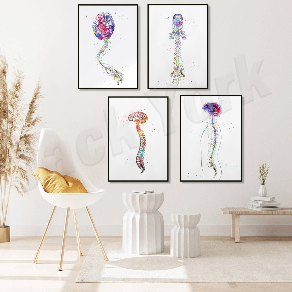 

Watercolor human spine with cerebrospinal cord, brain and spine with cerebrospinal nervous system anatomy poster, medical gift