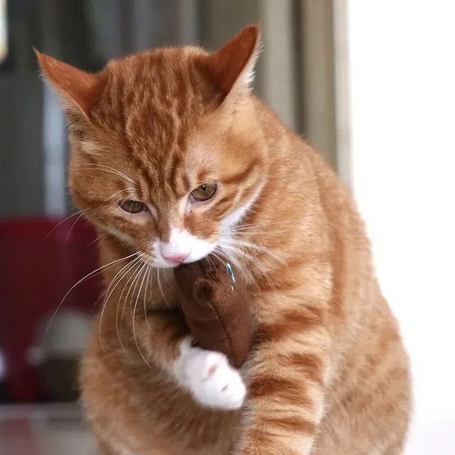 Plush Rattle Cat Chew Toy 4