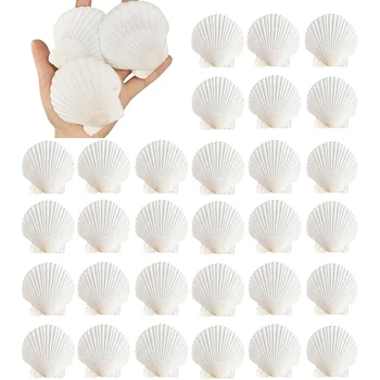 Natural Scallop Seashell Set 1