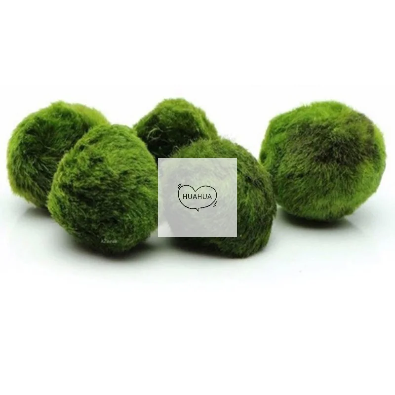 3-4cm Marimo Moss Balls Live Aquarium Plant Algae Fish Shrimp Tank Ornament Simulation Green Algae Balls Artificial Plant