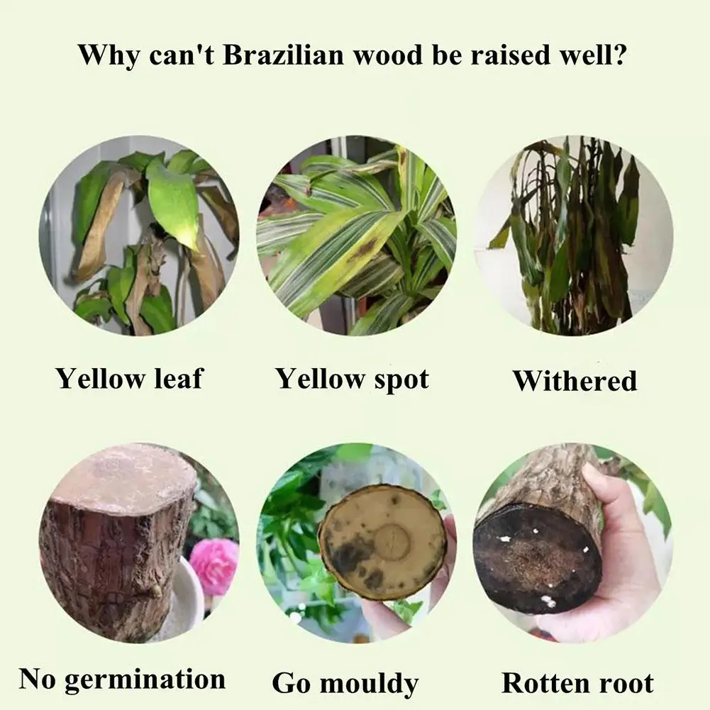 Description Picture 2 of itemNEW High-end Organic Hydroponic Nutrients 100ml Brazilian Wood Plant Fertilizer Indoor Plant Fertilizer For Lucky Wood Root