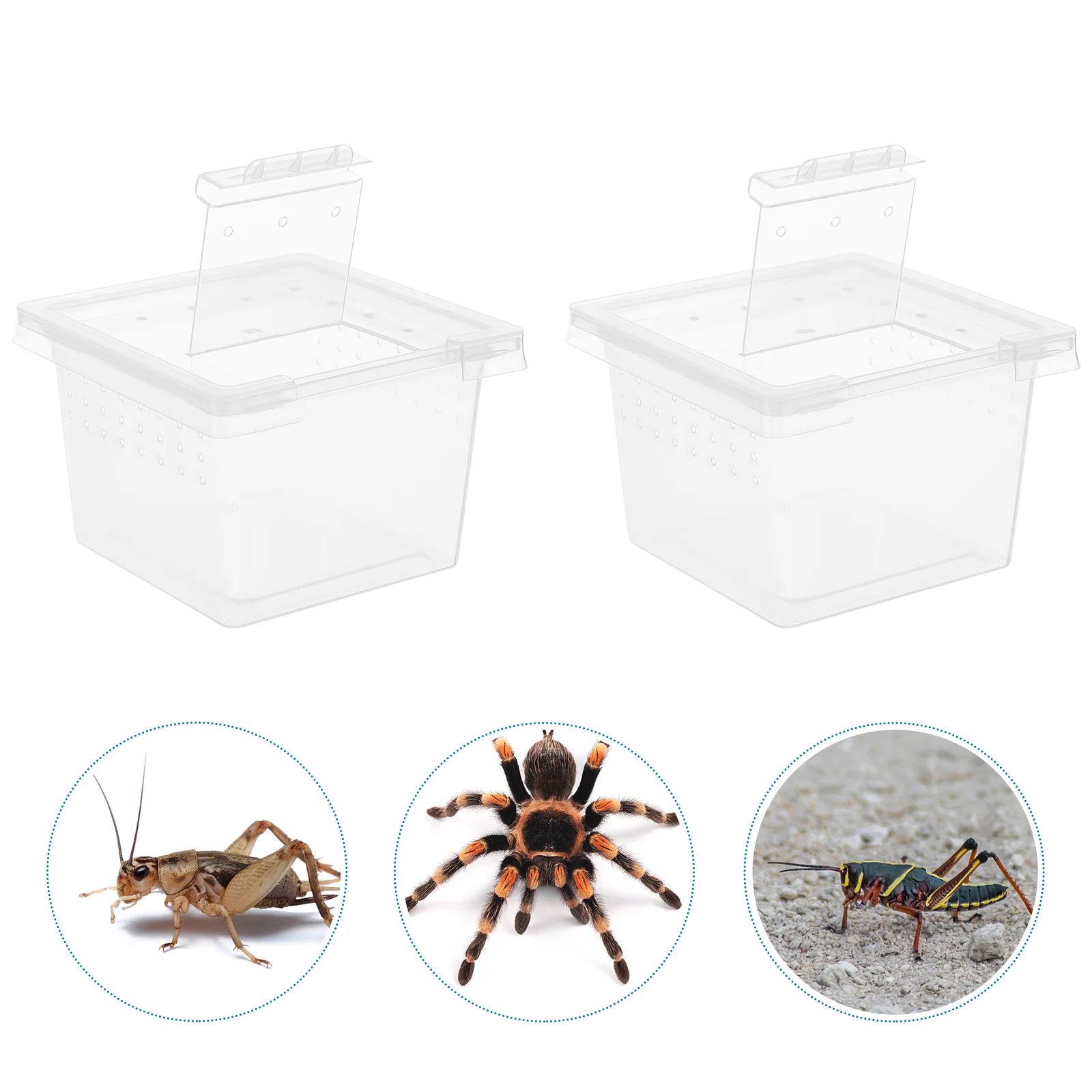 

Transparent Reptile Breeding Boxes Terrarium Tank Cage Habitat Insect Feeding Box For Scorpion Spider Ants Lizard