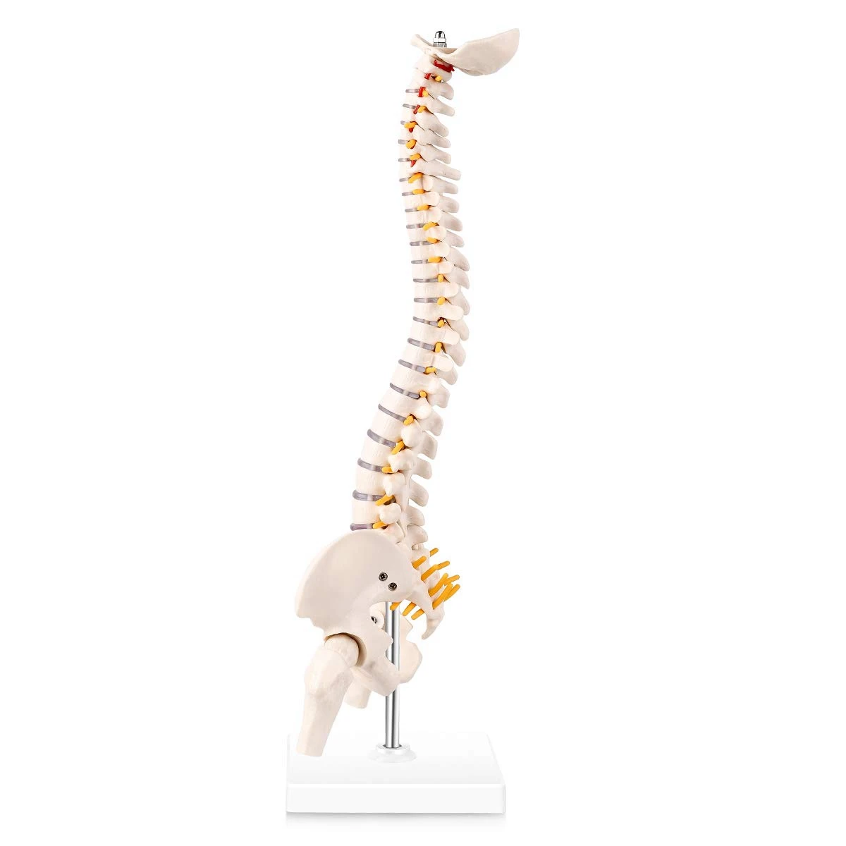 미니어처 척추 해부학 모델, 15.5 인치 미니 척추 기둥 모델, 척추 신경, 골반, 허벅지, 베이스에 장착