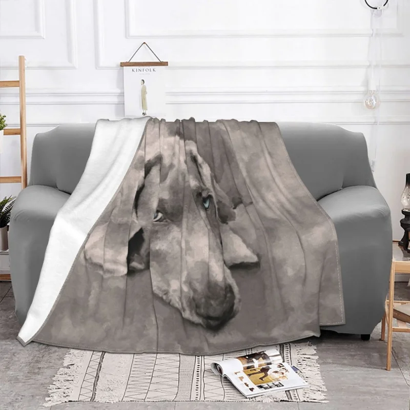 Weimaraner- ȥ ̵ , ö  , ޴ ϼ Ƽ  , ħ, Ȩ, ķ, 繫