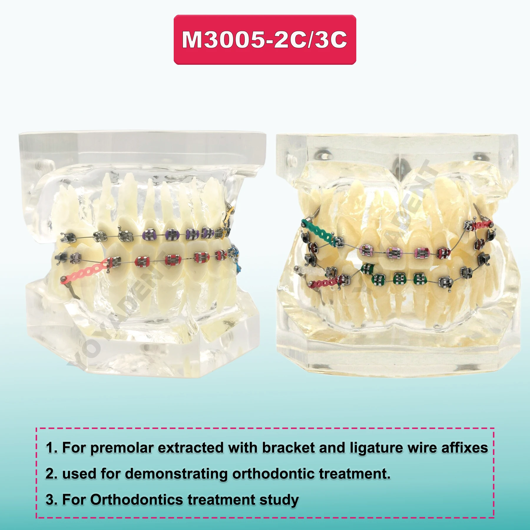 Multiple Types Dental Model Teeth Dental Teaching Models Study Orthodontic Removable Teeth Implant Models Dentist Material 4